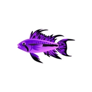 Purple Apisto